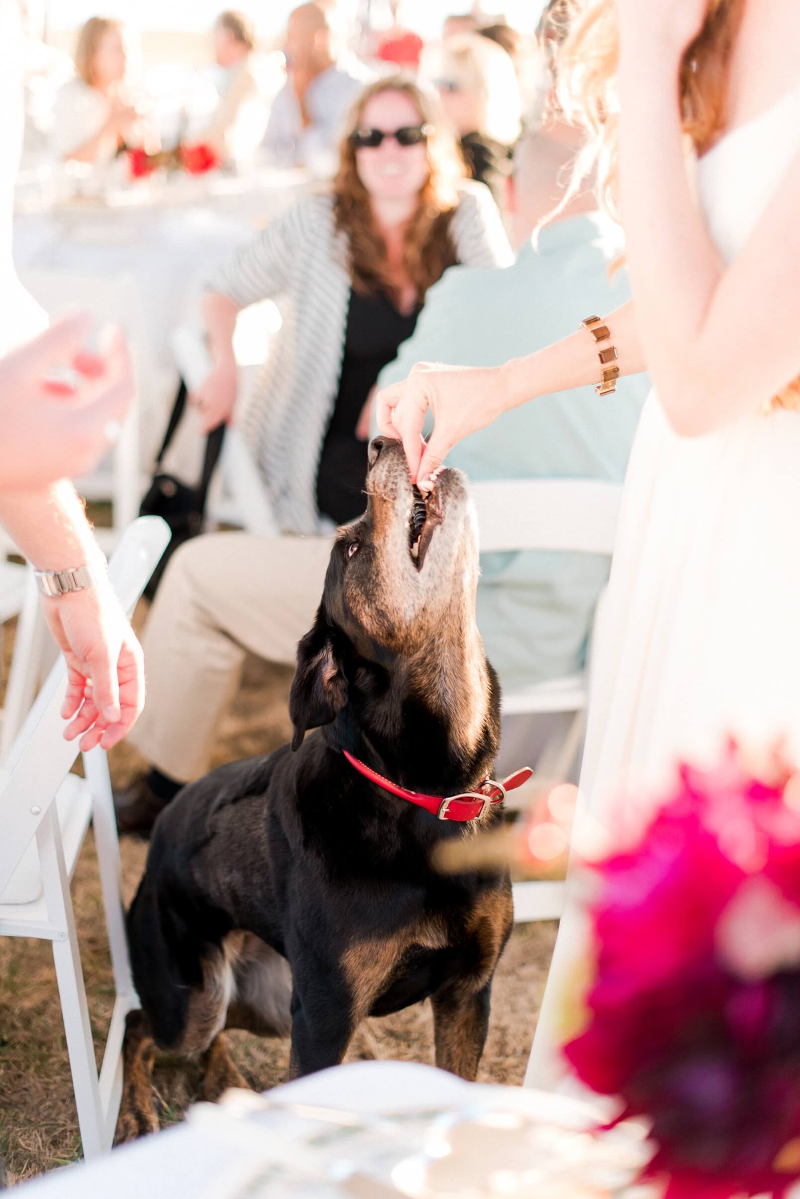 San Juan Island Wedding Dog